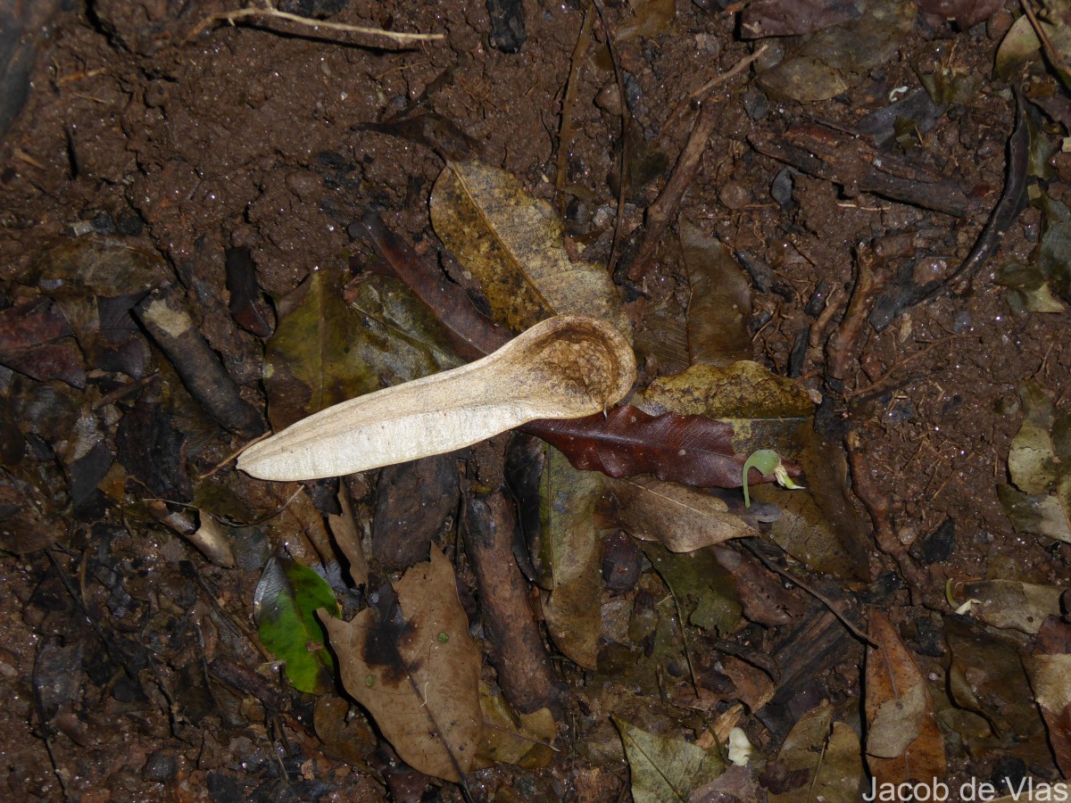 Myroxylon balsamum (L.) Harms